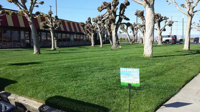 What to Look for in a Commercial Lawn Maintenance Provider